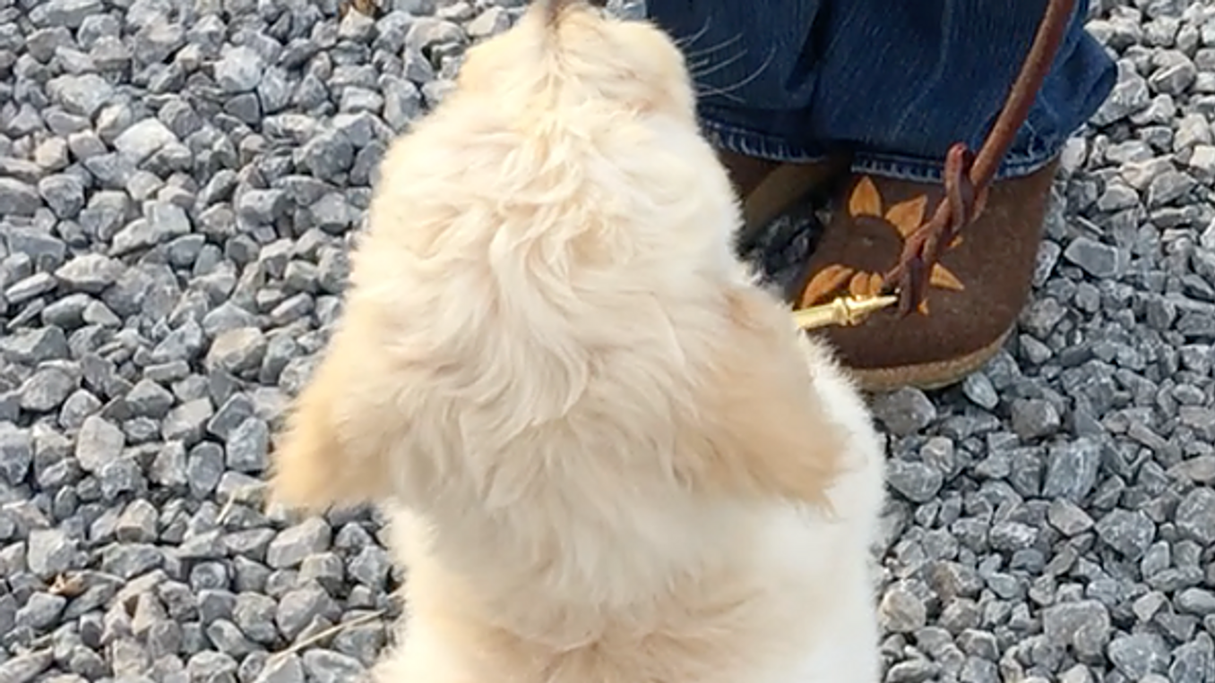Puppy Culture and Foundational Puppy Training